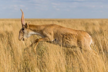 Фотография к новости: Гоняем по два раза в день: костанайские фермеры рассказали о войне с сайгаками