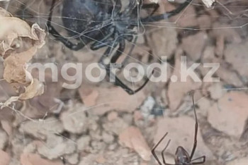 Фотография к новости: На нашествие каракуртов пожаловались сельчане в ЗКО