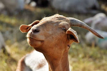 Фотография к новости: Козы отравляют жизнь сельчанам под Алматы