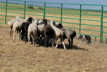 Фотография к новости: Как в Казахстане разводят пастушьих собак с самым высоким интеллектом