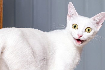 Фотография к новости: Казахстанцы подозревают распространение кошачьего коронавируса в стране