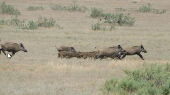 Фотография к новости: Семью кабанов сфотографировал егерь в экопарке Алты-Сай