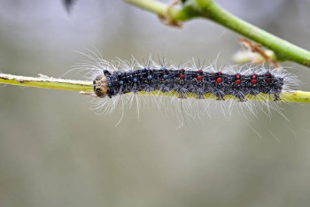Фотография к новости: Ученый призывает срочно провести обработку от вредителей в предгорьях Алматы