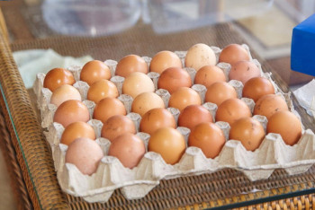 Фотография к новости: 6 тысяч яиц похитили сотрудники птицефабрики в Карагандинской области