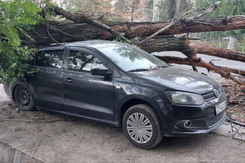 Фотография к новости: Деревья упали на автомобили в Алматы из-за сильного ветра