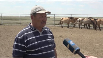 Фотография к новости: Производство кумыса механизировал фермер из ЗКО