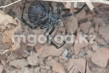 Фотография к новости: В ЗКО мужчину укусил каракурт