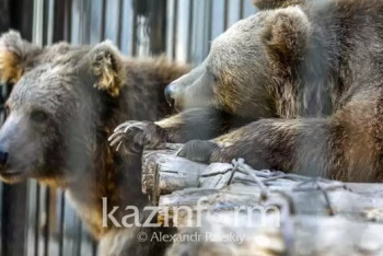 Фотография к новости: Медведь напал на мужчину в СКО