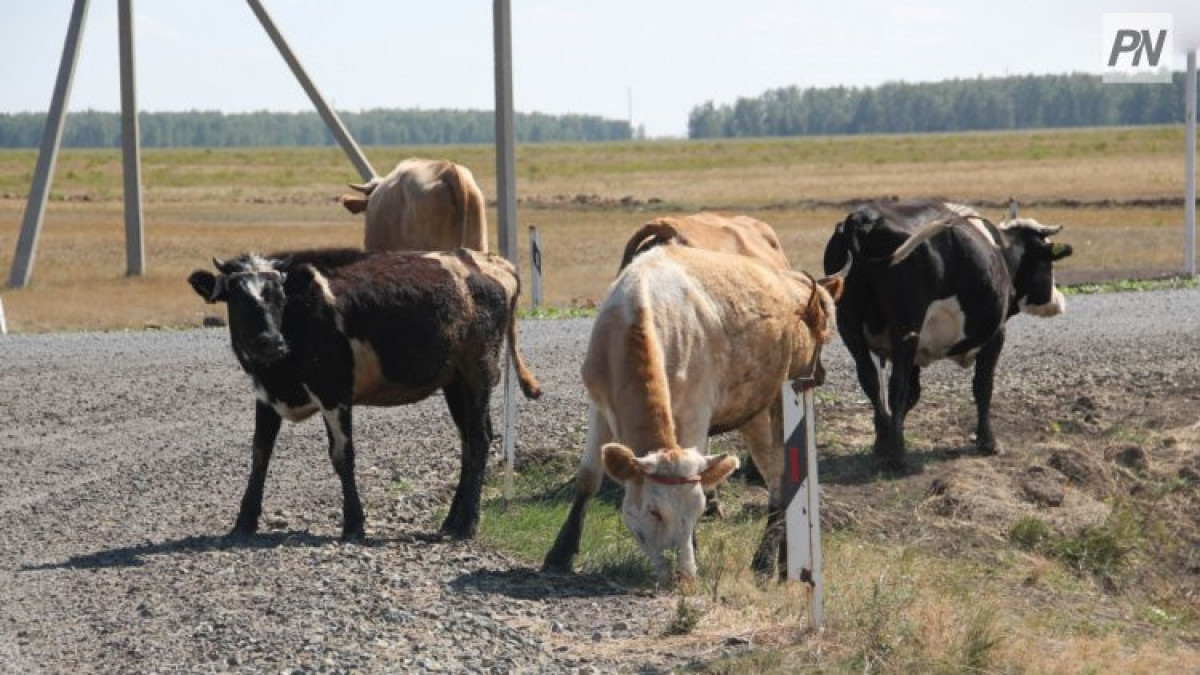  pavlodarnews.kz/Константин Шелков