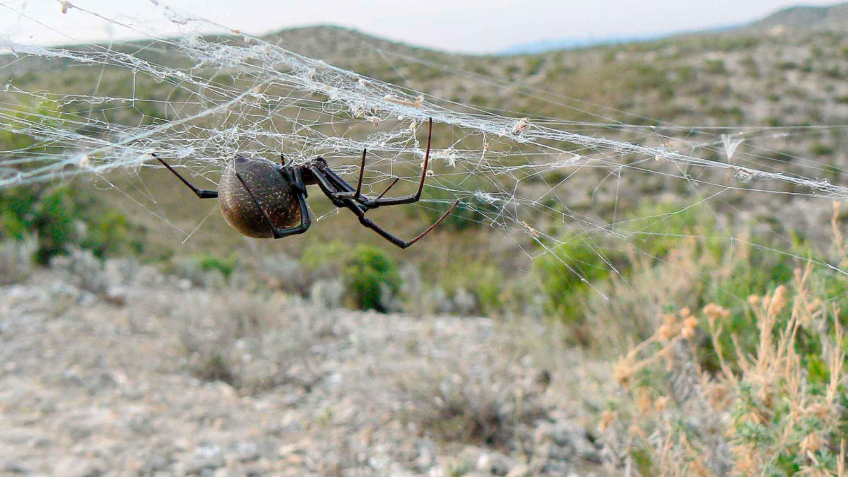  Животный мир.