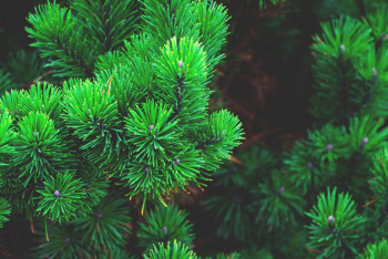 Фотография к новости: Вырубку хвойного леса хотят запретить в Казахстане