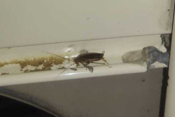 Фотография к новости: "Всю ночь ехали сидя": На вагон с тараканами пожаловались костанайцы