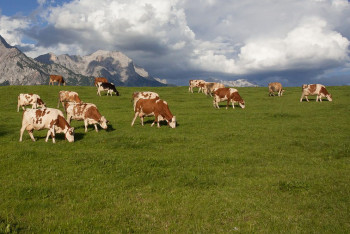 Фотография к новости: В Жамбылской области потребность в пастбищах снизилась с 683 тысяч до 164 тысяч гектаров