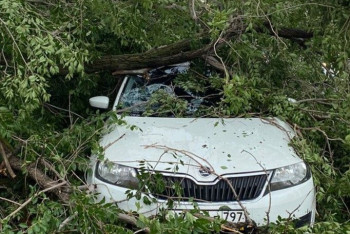 Фотография к новости: В Уральске дерево упало на автомобиль с водителем