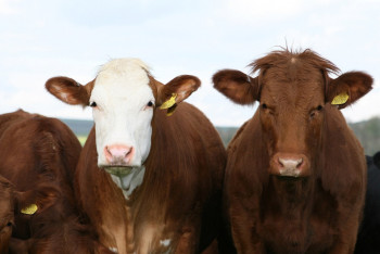 Фотография к новости: В ЗКО зарегистрировали свыше 20 случаев бруцеллёза
