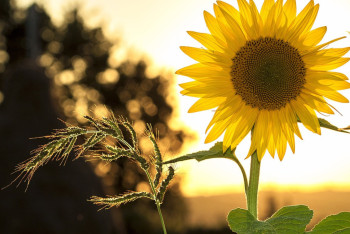Фотография к новости: Сильную жару и грозы обещают казахстанцам в понедельник