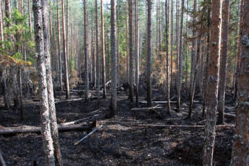 Фотография к новости: На восстановление выжженного леса в области Абай потребуется 20 лет