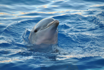 Фотография к новости: Кости трёхметрового доисторического дельфина нашли при строительстве бассейна в Шотландии