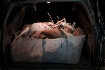 Фотография к новости: 17 убитых краснокнижных джейранов изъяли у браконьера в Мангистау