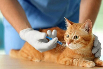 Фотография к новости: Около 20 тысяч домашних животных чипируют в ЗКО