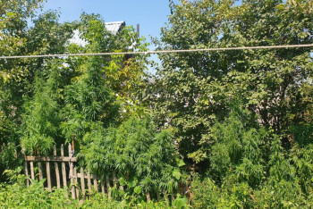 Фотография к новости: Коноплю высотой с дерево вырастил житель Уральска