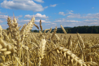 Фотография к новости: Спад жары прогнозируют синоптики в Казахстане