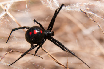Фотография к новости: Гигантский паук остановил работу супермаркета в Австрии
