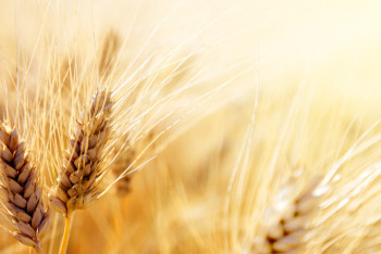 Фотография к новости: Запрет на ввоз пшеницы хотят продлить в Казахстане