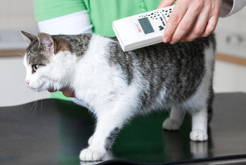 Фотография к новости: Как будет проводиться чипирование домашних кошек и собак в Астане?