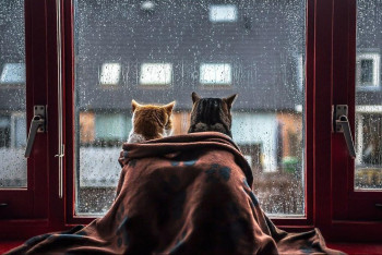 Фотография к новости: Жара, дождь и мокрый снег: каким будет понедельник для казахстанцев