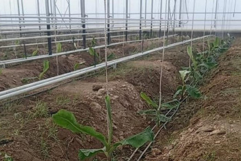 Фотография к новости: Бананы в промышленных масштабах начнут выращивать в Туркестанской области