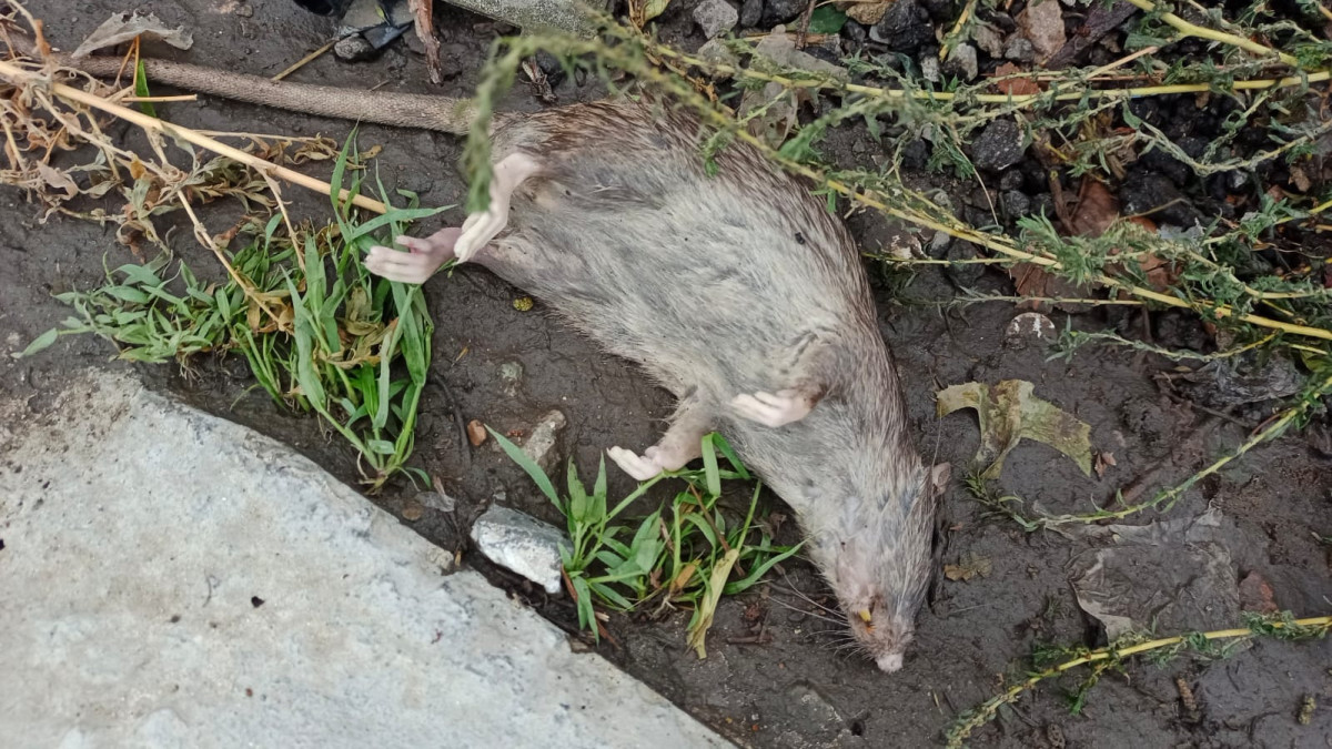  Рената Актаева