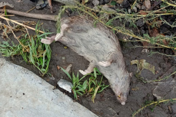 Фотография к новости: "Они людей не боятся": крысы атаковали многоэтажки Костаная