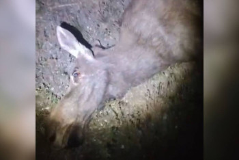 Фотография к новости: Лось стал виновником ДТП на трассе Астана - Петропавловск