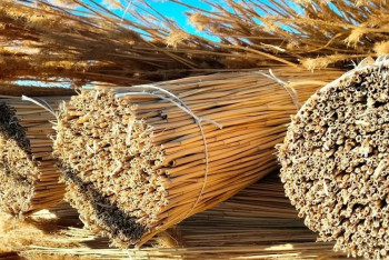 Фотография к новости: Мыло из верблюжьего молока и продажа камыша: на чем делают бизнес кызылординки