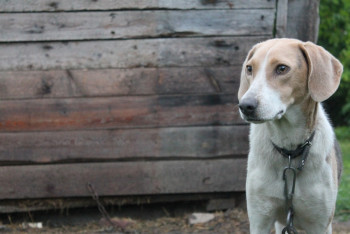 Фотография к новости: Житель Атырау избивал палкой уличных собак