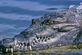 Фотография к новости: Жительница Шымкента заявила, что в местном озере завелся крокодил