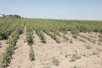 Фотография к новости: Потерять урожай из-за долгостроя могут фермеры в Туркестанской области