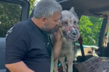 Фотография к новости: Обгоревший при взрыве в Астане алабай Уголёк обрёл хозяев