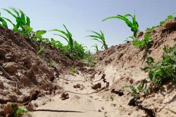 Фотография к новости: Дефицит воды в Жамбылской области: пострадал урожай на площади 7,8 тысячи гектаров