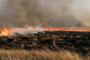 Фотография к новости: Пожар в заповеднике в Костанайской области: один человек получил ожоги