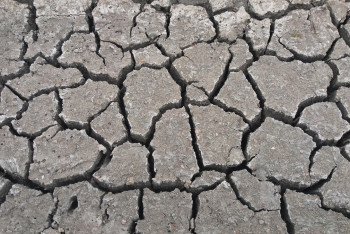 Фотография к новости: 300 хозяйств Жамбылской области потеряли урожай из-за засухи