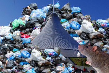 Фотография к новости: Мусорный "апокалипсис" в Астане: полчища крыс атаковали дворы, горожане ищут виновных