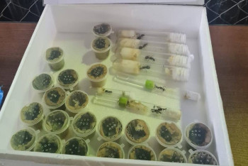 Фотография к новости: Пробирки с муравьями пытались провезти в Казахстан из Италии