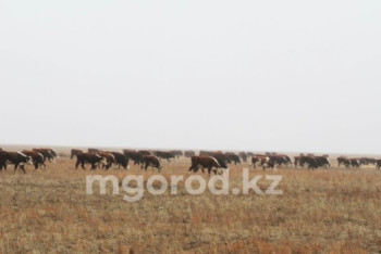 Фотография к новости: В районе ЗКО изымаются земли из-за дефицита пастбищ