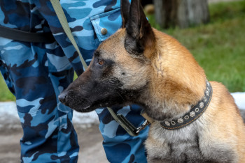 Фотография к новости: Контрабанда и очереди на границе: о ситуации в пунктах пропуска рассказали в КНБ РК