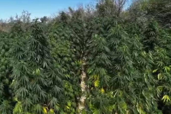 Фотография к новости: Алматинец вырастил плантацию индийской конопли