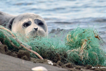 Фотография к новости: Дно Каспия очистят от мусора и брошенных рыболовных сетей