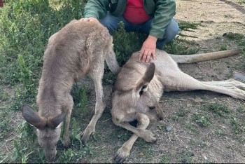 Фотография к новости: Конкурс на лучшие имена для пары кенгуру запустит зоопарк Караганды