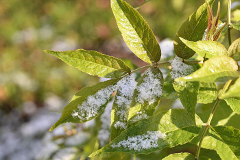 Фотография к новости: Мокрый снег прогнозируют синоптики 1 сентября в Казахстане